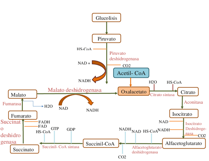 Miniatura del documento Ciclo-de-Krebs.pdf