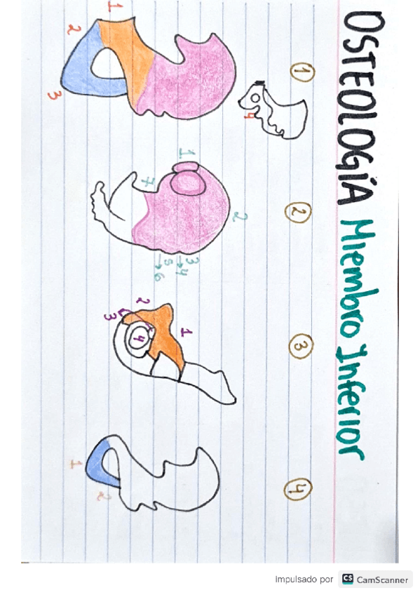 Miniatura del documento Fichas-Osteologia-miembro-inferior.pdf