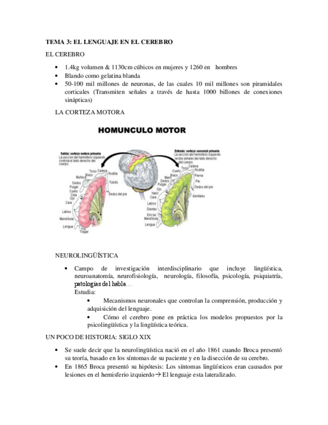 Miniatura del documento Lingüística Tema 3 El lenguaje en el cerebro.pdf