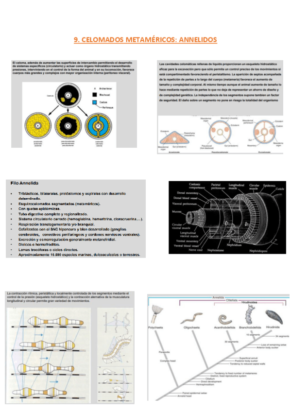 Miniatura del documento TEMA-9-APUNTES.pdf