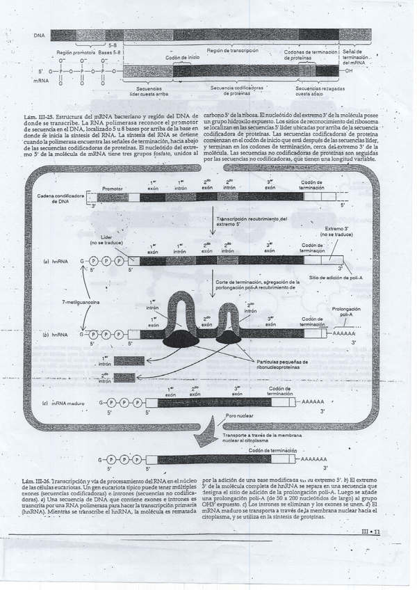 Miniatura del documento Transcripcion-APUNTES.pdf