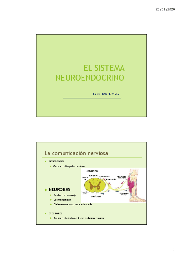 Miniatura del documento SISTEMA-NE.pdf