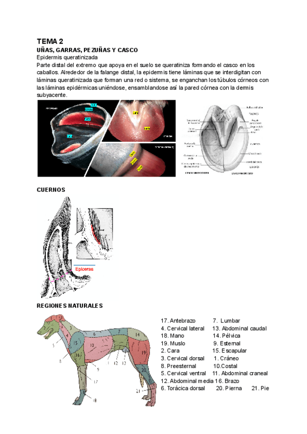 Miniatura del documento Anatomia-I-primer-parcial.pdf