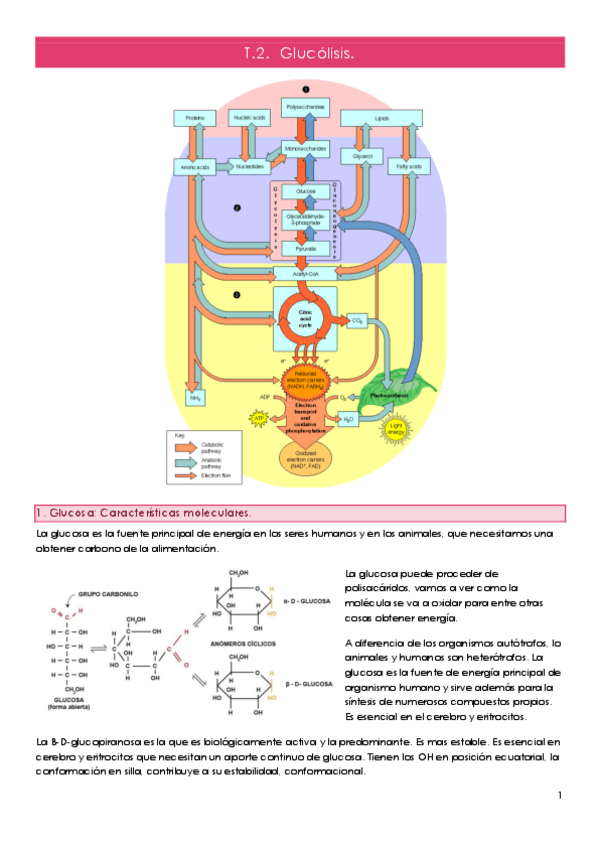 Miniatura del documento Bioquimica-II-T2.pdf