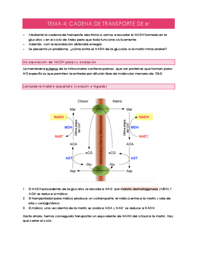 Miniatura del documento TEMA-4.pdf