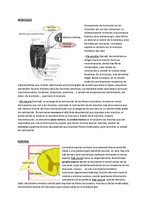 Miniatura del documento Anatomia-I-preguntas-desarrollo-1o-parcial.pdf