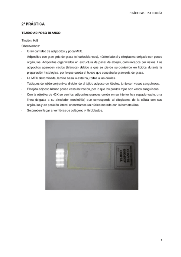 Miniatura del documento PRÁCTICAS-CITOLOGIA E HISTOLOGÍA-COMPLETO-PARA SACAR UN 10.pdf