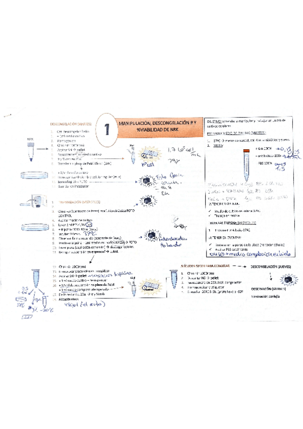Miniatura del documento ESQUEMA-practiques-CC-animal.pdf