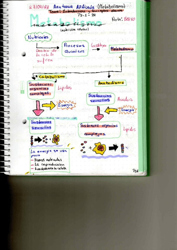 Miniatura del documento Metabolismo-Esquema-Simple.pdf