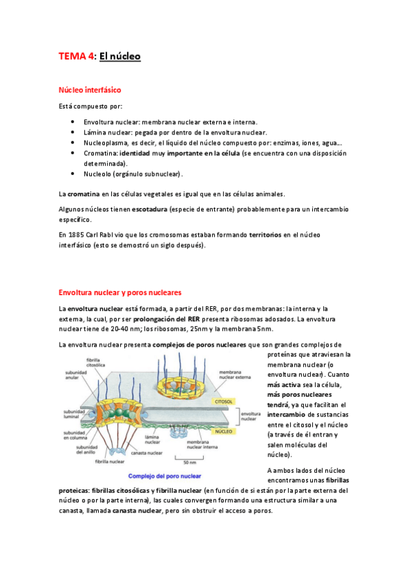 Miniatura del documento Tema 4 El núcleo .pdf