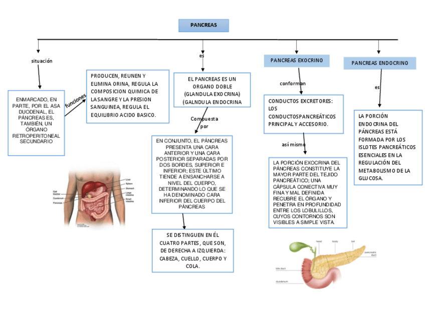 Miniatura del documento Pancreas-.pdf