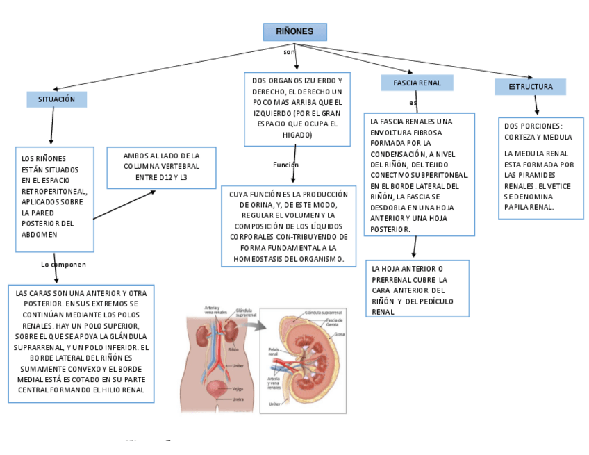 Miniatura del documento Rinones.pdf