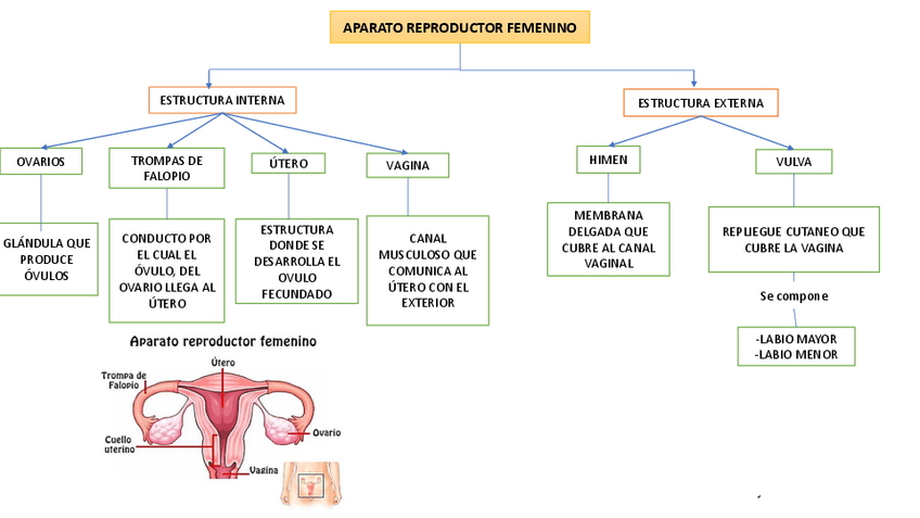 Miniatura del documento Aparato-reproductor-femenino.pdf