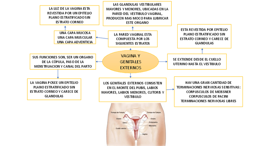 Miniatura del documento Vagina-y-genitales-externos.pdf