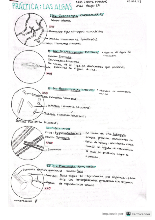 Miniatura del documento Practicas-botanica-primera-semana.pdf