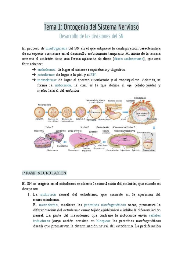 Miniatura del documento Tema-1-Ontogenia-del-Sistema-Nervioso-1.pdf