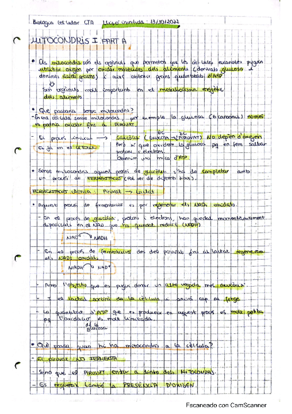 Miniatura del documento 7 apunts-mitocondris.pdf