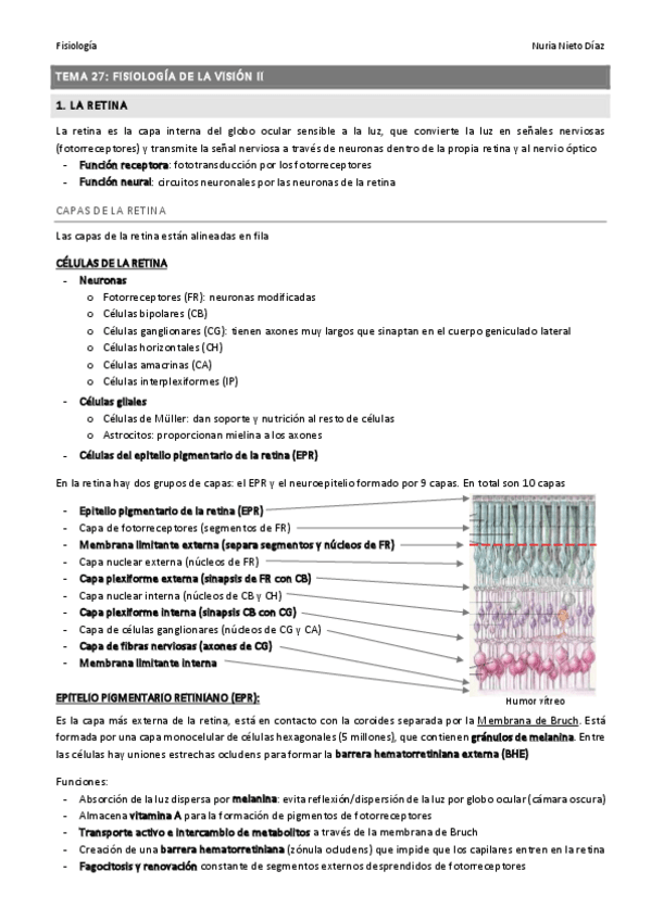 Miniatura del documento TEMA 27 - Fisiología de la visión II