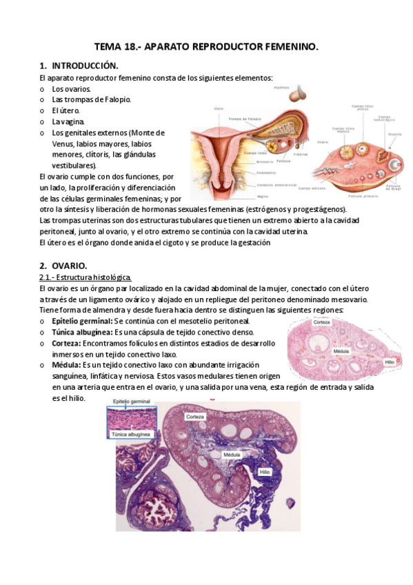 Miniatura del documento APUNTES-T.-18.-Aparato-Reproductor-femenino..pdf