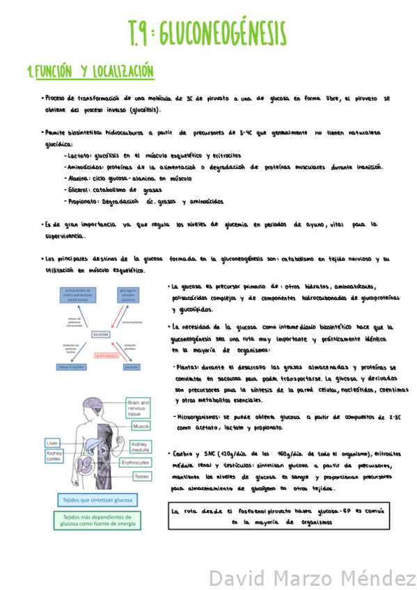 Miniatura del documento Tema-9-Gluconeogenesis.pdf