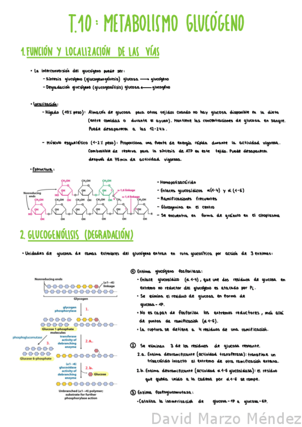 Miniatura del documento Tema-10-Metabolismo-Glucogeno.pdf
