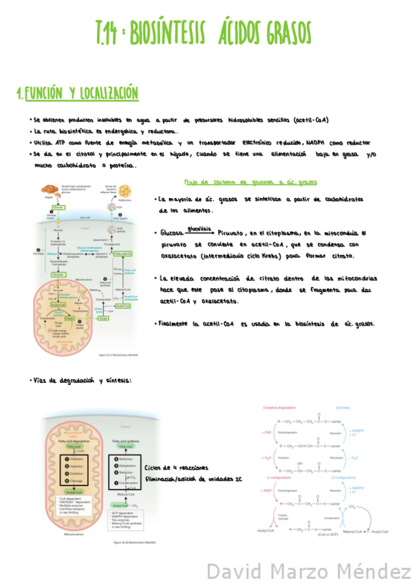 Miniatura del documento Tema-14-Biosintesis-De-Acidos-Grasos.pdf