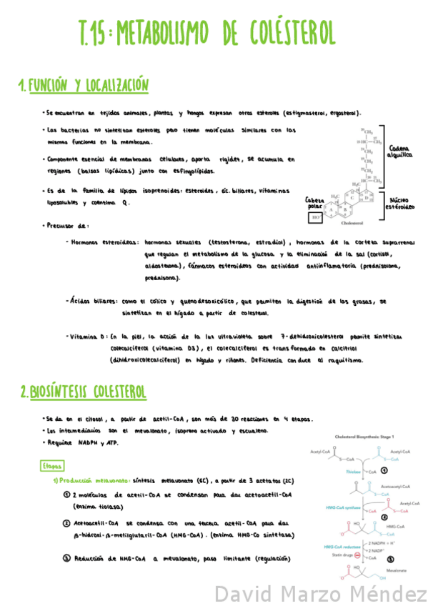 Miniatura del documento Tema-15-Metabolismo-De-Colesterol.pdf
