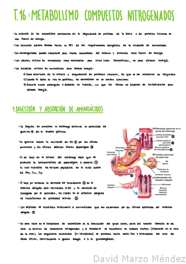 Miniatura del documento Tema-16-Metabolismo-De-Aminoacidos.pdf