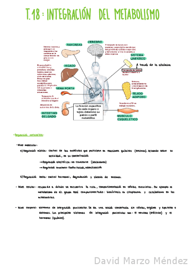 Miniatura del documento Tema-18-Integracion-del-metabolismo.pdf