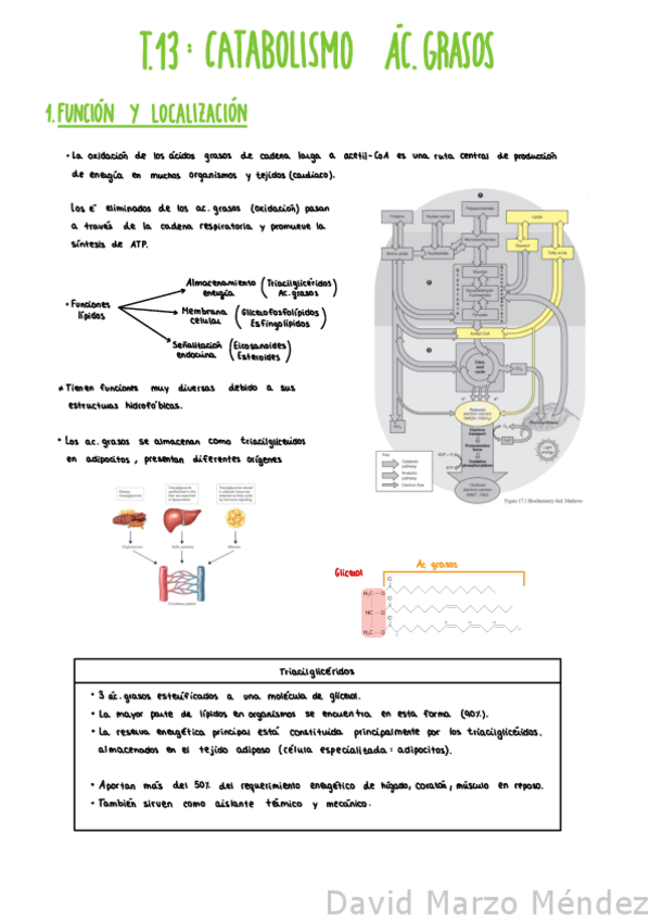 Miniatura del documento T13-Catabolismo-acidos-Grasos-lipidos.pdf