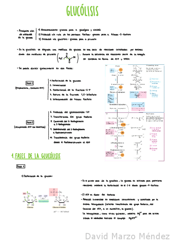Miniatura del documento Tema-6-Glucolisis.pdf
