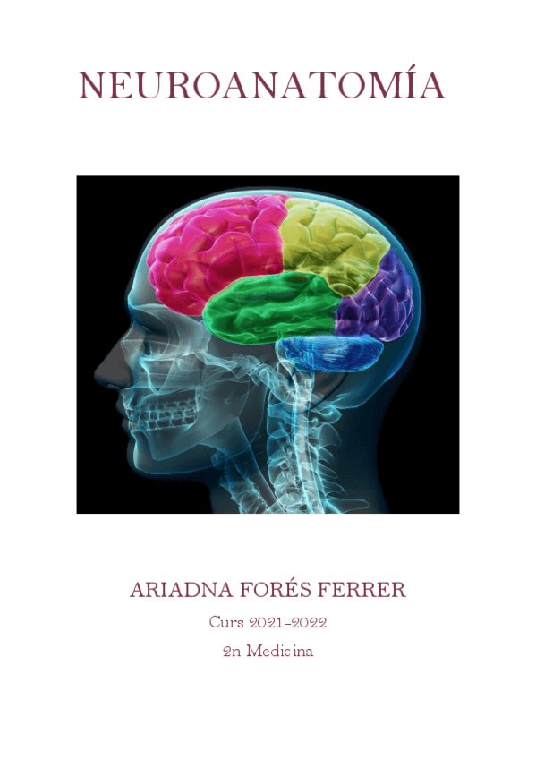 Miniatura del documento Apunts-neuroanatomia-Ari.pdf