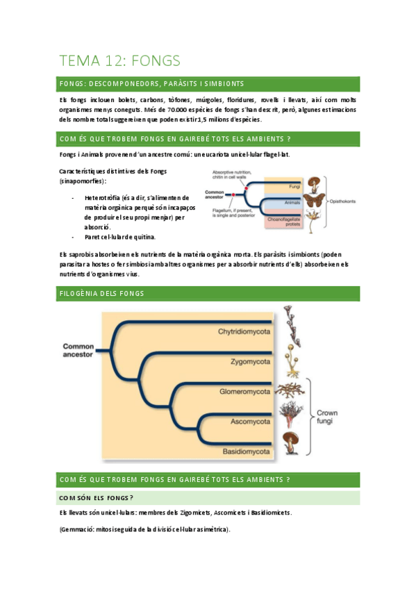 Miniatura del documento Tema-12-fongs.pdf