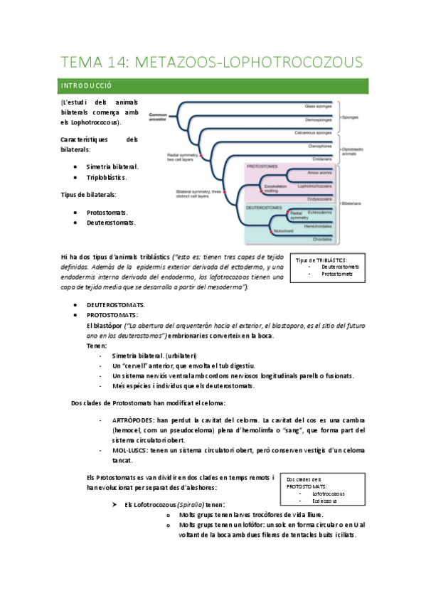 Miniatura del documento 3.-lophotrocozoos.pdf