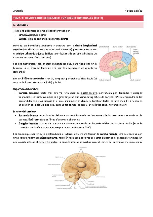 Miniatura del documento TEMA 3 - Hemisferios cerebrales y funciones corticales (SEF 2).pdf