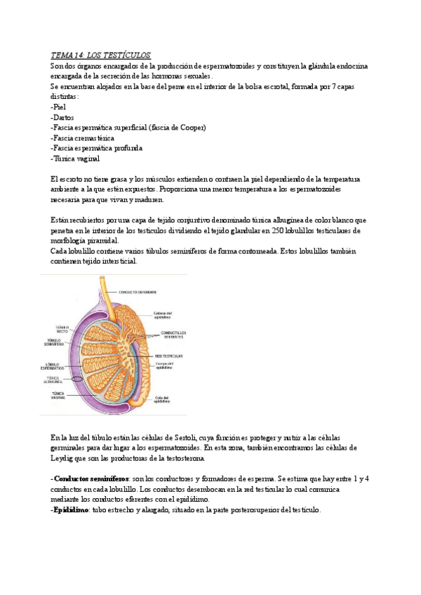 Miniatura del documento TEMA-14-LOS-TESTICULOS.pdf