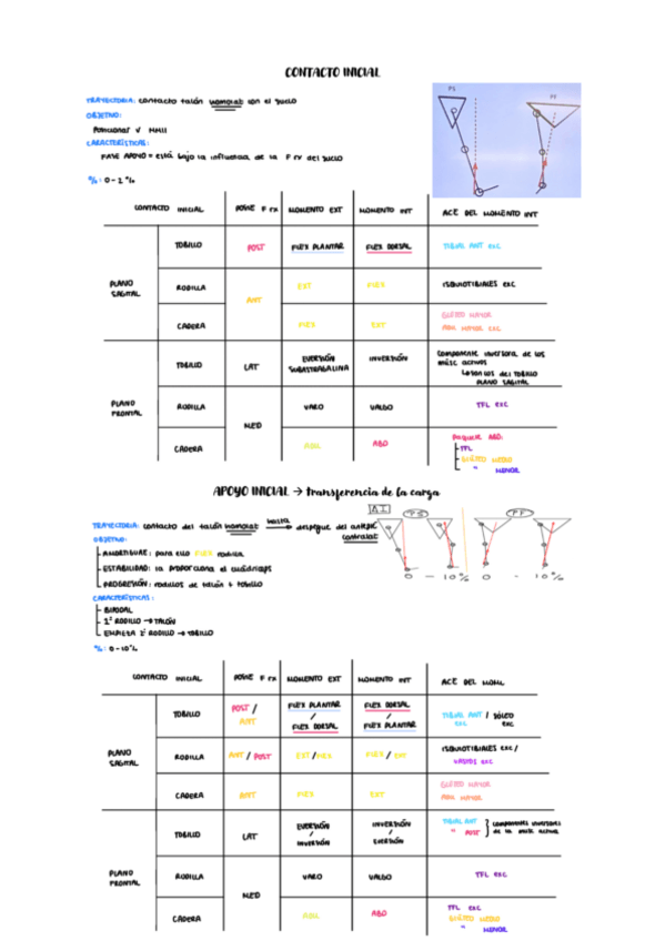 Miniatura del documento FASES-DE-LA-MARCHA.pdf