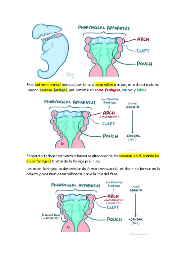 Miniatura del documento EMBRIOLOGIA 2.pdf