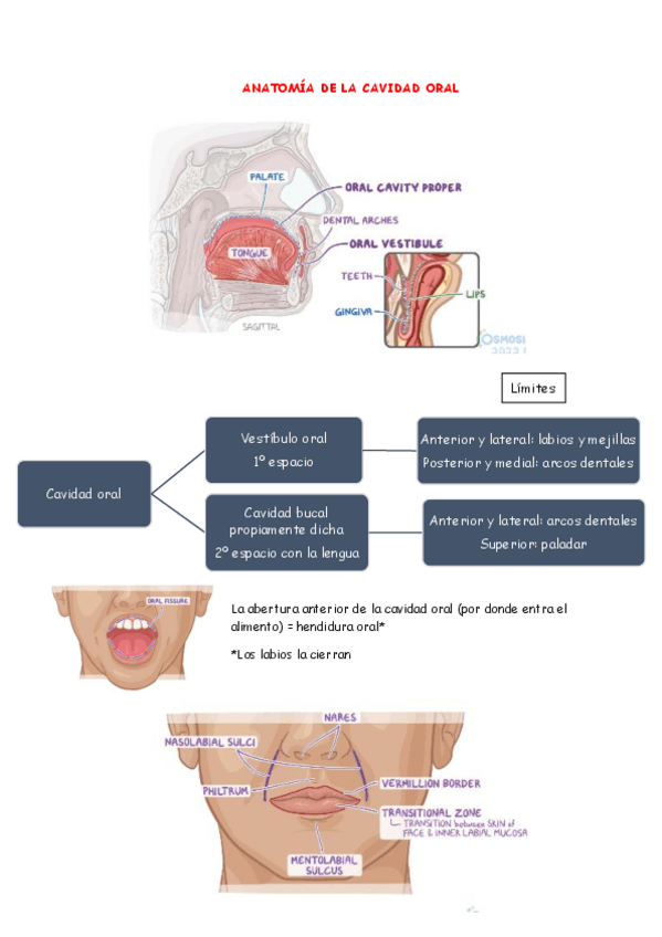Miniatura del documento ANATOMIA DE LA CAVIDAD ORAL.pdf