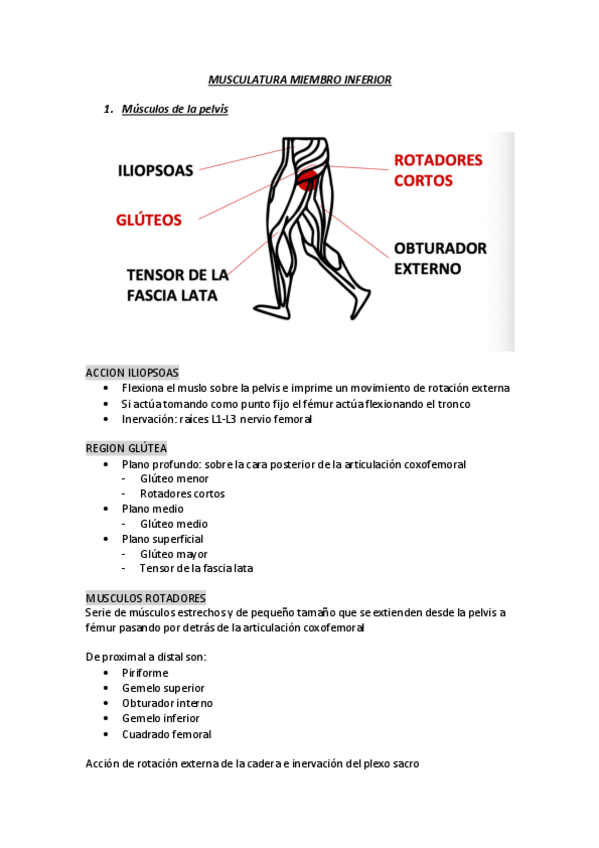 Miniatura del documento musculatura-miembro-inferior.pdf