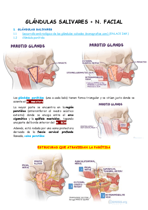 Miniatura del documento VII par craneal. FACIAL. GLÁNDULAS SALIVARES.pdf