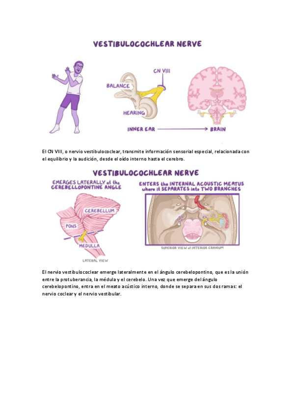 Miniatura del documento VIII par craneal. VESTIBULOCOCLEAR.pdf