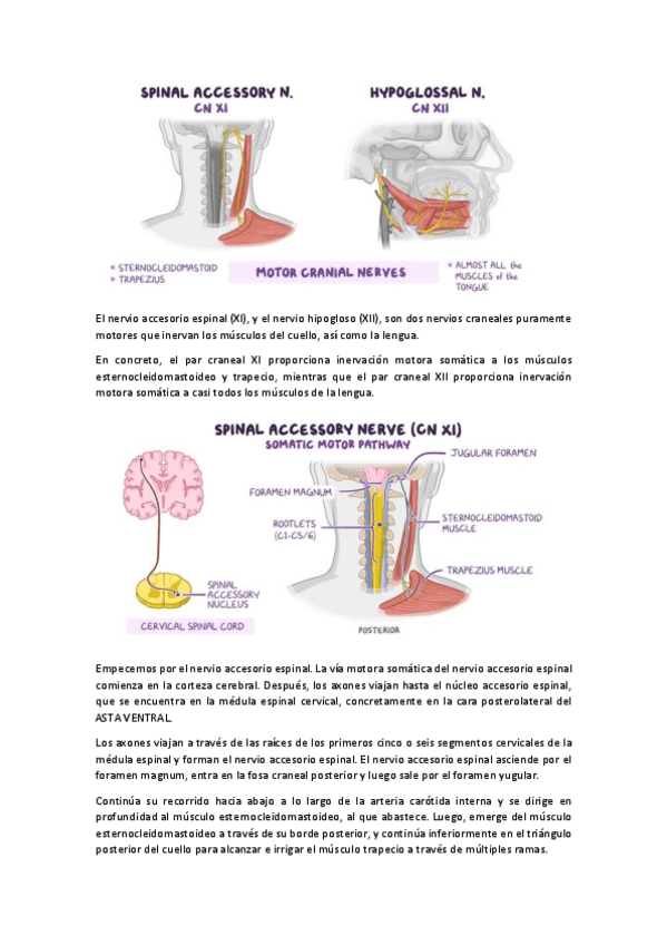 Miniatura del documento XI-XII par craneales. ACCESORIO + HIPOGLOSO.pdf