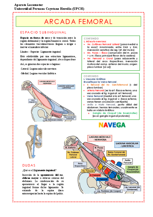 Miniatura del documento Arcada-Femoral..pdf