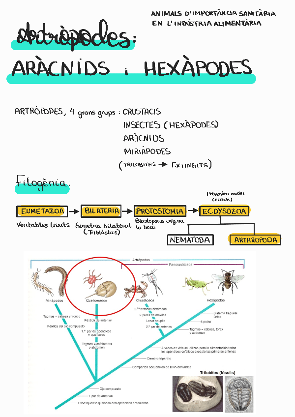Miniatura del documento tema-12-artropodes-terrestres-aracnids-i-insectes.pdf