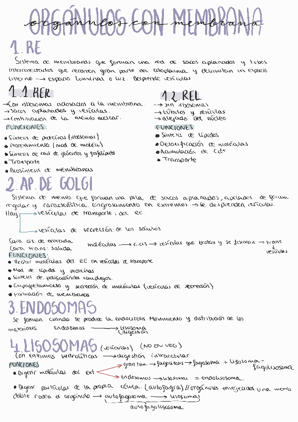 Miniatura del documento ORGANULOS-CON-MEMBRANA.pdf