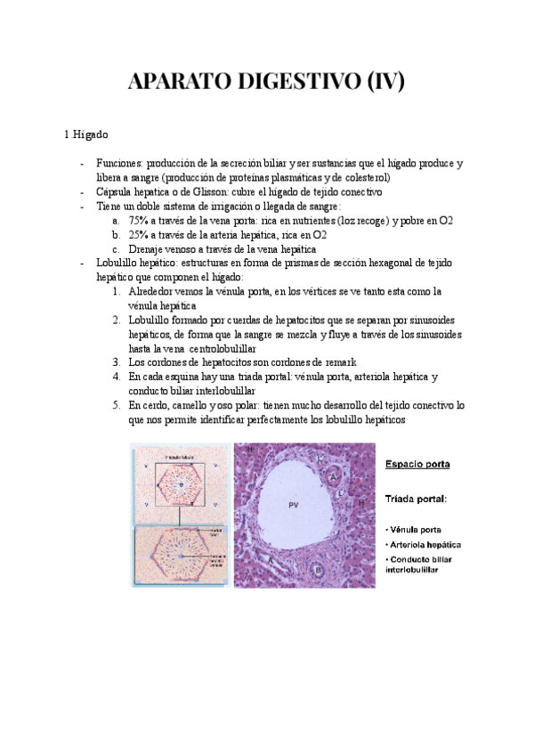 Miniatura del documento APARATO-DIGESTIVO-IV.pdf