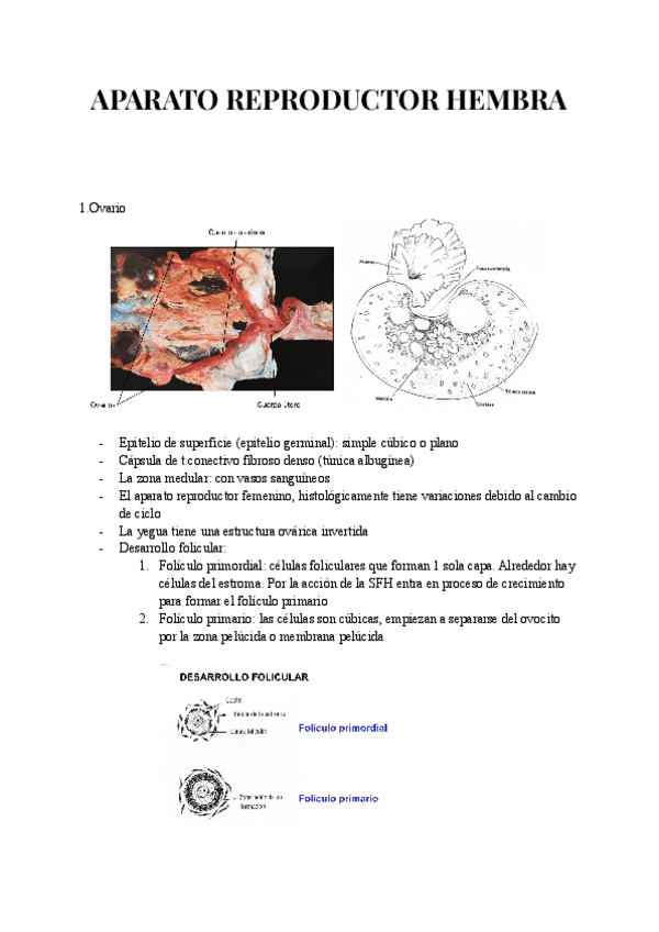 Miniatura del documento APARATO-REPRODUCTOR-HEMBRA.pdf