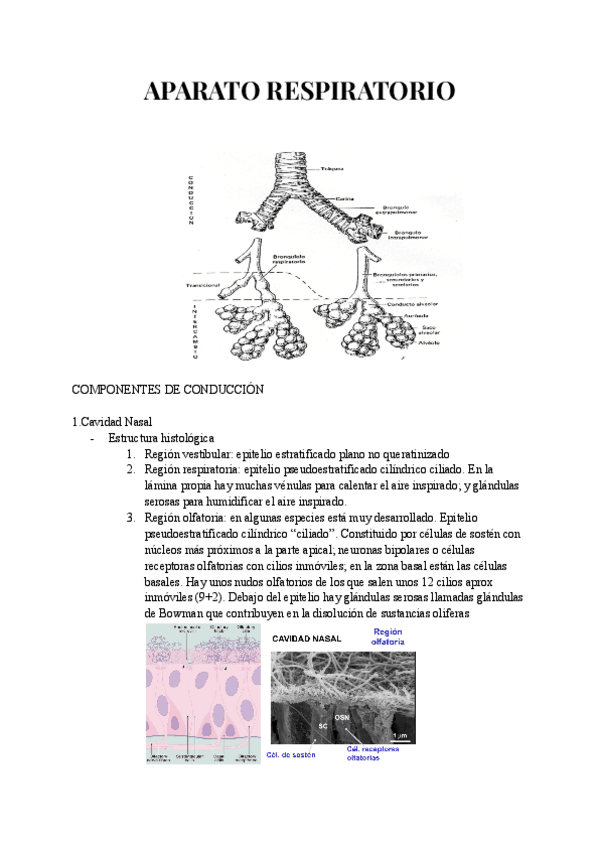 Miniatura del documento APARATO-RESPIRATORIO.pdf