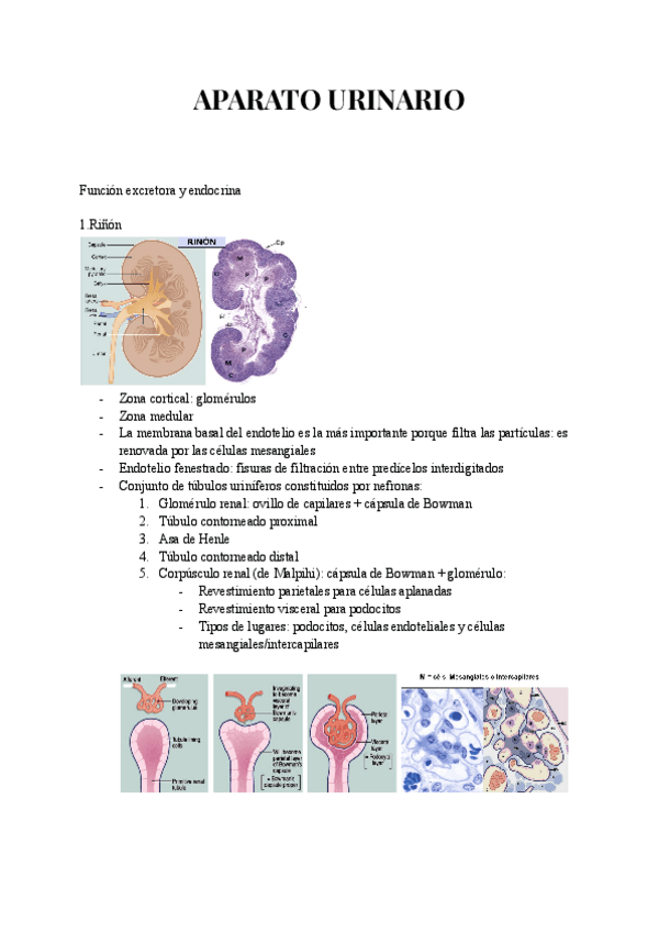 Miniatura del documento APARATO-URINARIO.pdf